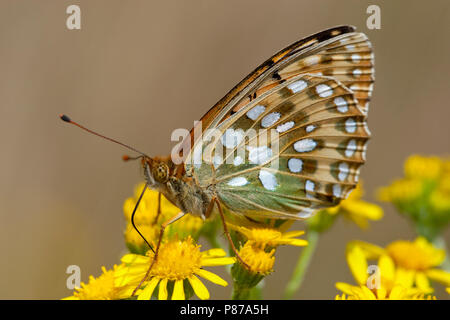 Grote parelmoervlinder/Dunkelgrün Fritillary (ceriagrion Doris) Stockfoto