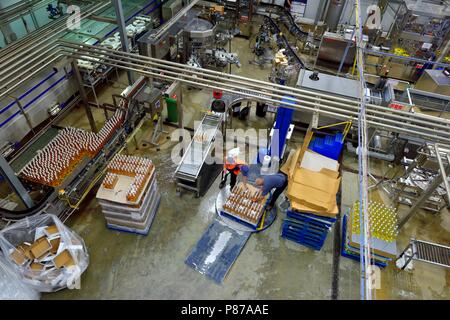 Abfüllung Produktion, Healeys Cyder, Penhallow Farm Cornwall, Truro, Cornwall, England, Großbritannien Stockfoto