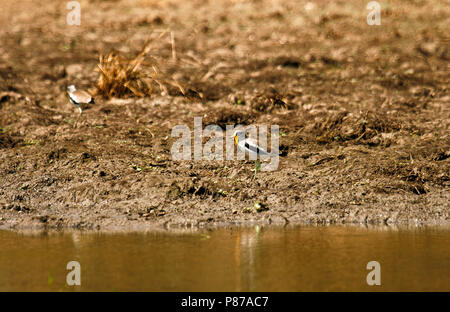 Senegal Gelbstirn-blatthühnchen Plover, Vanellus senegallus. Mana Pools Nationalpark. Simbabwe Stockfoto