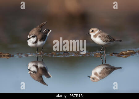 Seeregenpfeifer - Seeregenpfeifer - Charadrius alexandrinus ssp. alexandrinus, Spanien (Mallorca), erwachsenen weiblichen & männlichen Stockfoto