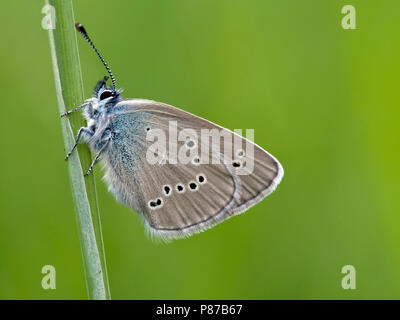 Klaverblauwtje/Mazarine Blau (Cyaniris semiargus) Stockfoto