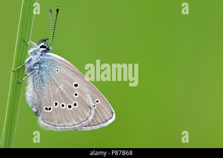 Klaverblauwtje/Mazarine Blau (Cyaniris semiargus) Stockfoto