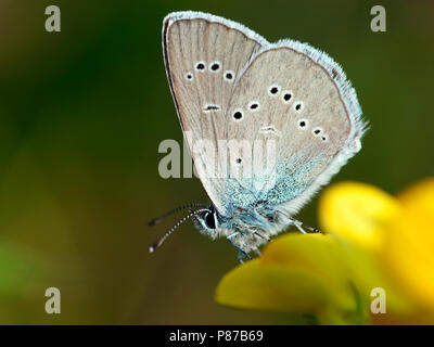 Klaverblauwtje/Mazarine Blau (Cyaniris semiargus) Stockfoto