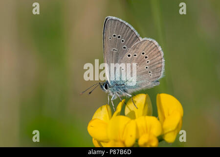 Klaverblauwtje/Mazarine Blau (Cyaniris semiargus) Stockfoto