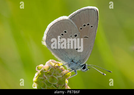 Klaverblauwtje/Mazarine Blau (Cyaniris semiargus) Stockfoto