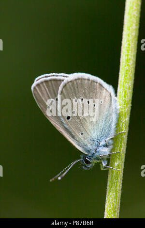 Klaverblauwtje/Mazarine Blau (Cyaniris semiargus) Stockfoto