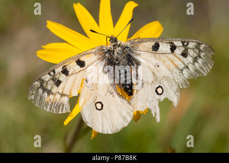 Kleine apollovlinder/Small Apollo (clossiana Phoebus) Stockfoto