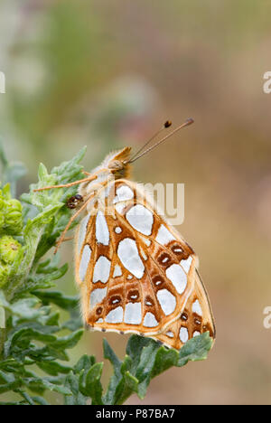 Kleine parelmoervlinder/Königin von Spanien Fritillary (Issoria lathonia) Stockfoto