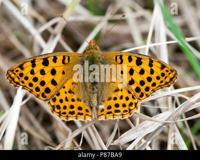 Kleine parelmoervlinder, Königin von Spanien Fritillary Stockfoto