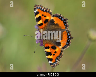 Kleine vos/Kleiner Fuchs (Nymphalis urticae) Stockfoto