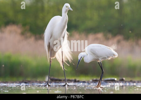 Kleine Zilverreiger jagend bij Wak met Grote Zilverreiger op Achtergrond; Seidenreiher Jagd an eisloch mit Silberreiher im Hintergrund Stockfoto