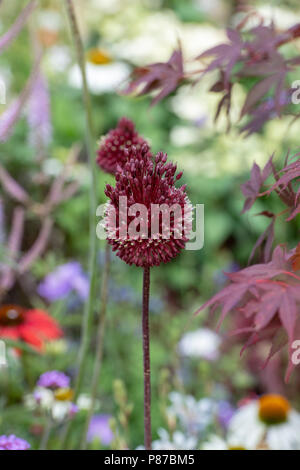 Allium amethystinum 'Red Mohikaner". Amethyst allium. Zierpflanzen blühende Zwiebel Stockfoto