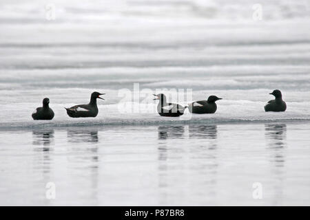 Gryllteisten (Cepphus Grylle) während artctic Sommer auf Eis in Svalbard, Das arktische Norwegen. Stockfoto