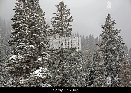 Schnee bedeckt Pinien in Utah, USA Stockfoto