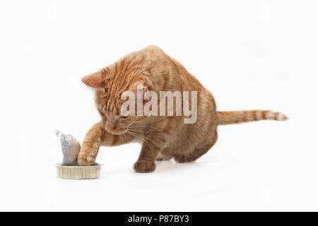 Hübsche ginger Cat stehlen Essen von einer Futterschüssel - auf weißen isoliert Stockfoto