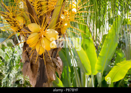 Junge gelbe Kokosnüsse auf einer Palme Stockfoto