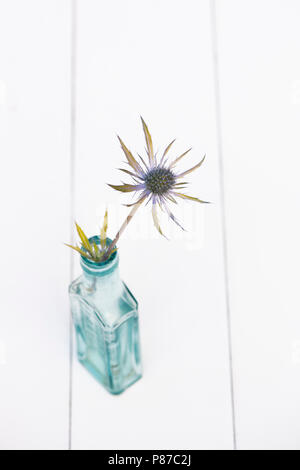 Eryngium 'Neptunes Gold". Cut Golden leaved Sea Holly Blume in einem vintage Glasflasche auf weißem Hintergrund Stockfoto