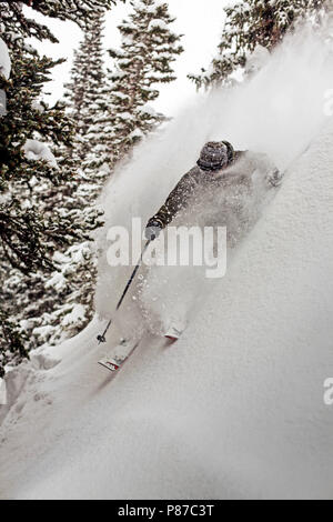 Skifahren im Pulverschnee durch Bäume an der Brighton Resort, Utah, USA Stockfoto