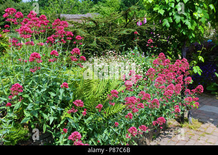 Blühende Baldrian in der Tradition englischer Cottage Garden - Johannes Gollop Stockfoto