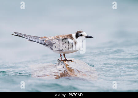 Zwarte Stern, Schwarz, Tern Chlidonias niger ssp. Niger, Deutschland, 1. CY. Stockfoto