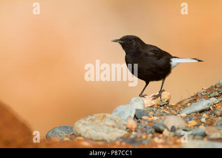 Schwarze Steinschmätzer - Oenanthe leucura Trauersteinschmätzer - ssp. riggenbachi, Marokko, männlichen Erwachsenen Stockfoto