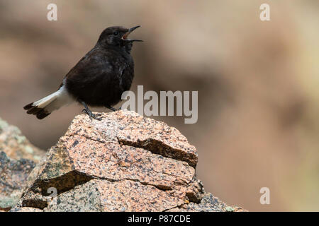 Schwarze Steinschmätzer (Oenanthe leucura) Gesang aus einem Felsen. Stockfoto