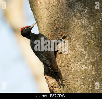 Schwarzspecht - Schwarzspecht - Dendrocopus martius ssp. martius, Deutschland, männlichen Erwachsenen Stockfoto