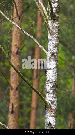 Schwarzspecht - Schwarzspecht - Dendrocopus martius ssp. martius, Polen, männlichen Erwachsenen Stockfoto