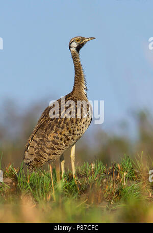 Schwarz-bellied Bustard (Lissotis melanogaster) ist eine afrikanische Boden - Wohnung Vogel in der großtrappen Familie. Stockfoto