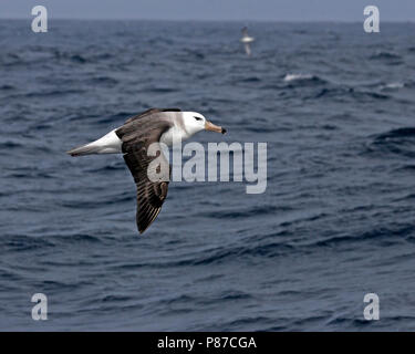 Schwarz der tiefsten Albatross (Thalassarche melanophrys) über den Ozean in der Nähe der Antarktis fliegen Stockfoto