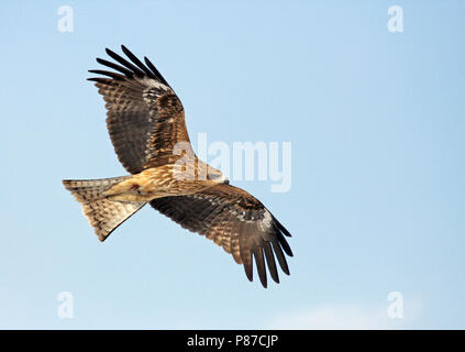 Schwarz-eared Kite (Milvus lineatus) im Flug gegen den blauen Himmel in Japan. Stockfoto