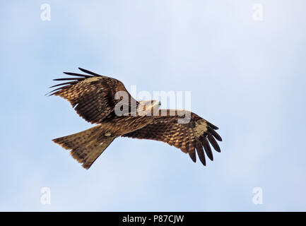 Schwarz-eared Kite (Milvus lineatus) im Flug gegen den blauen Himmel in Japan. Stockfoto