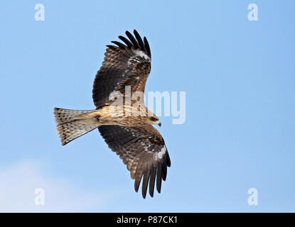 Schwarz-eared Kite (Milvus lineatus) im Flug gegen den blauen Himmel in Japan. Stockfoto