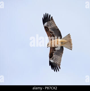 Schwarz-eared Kite (Milvus lineatus) im Flug gegen den blauen Himmel in Japan. Stockfoto