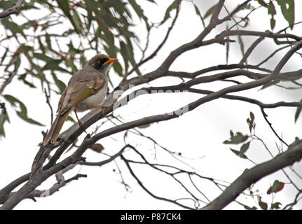 Schwarz-eared Miner (Manorina melanotis), eine vom Aussterben bedrohte endemische aus Australien. Stockfoto