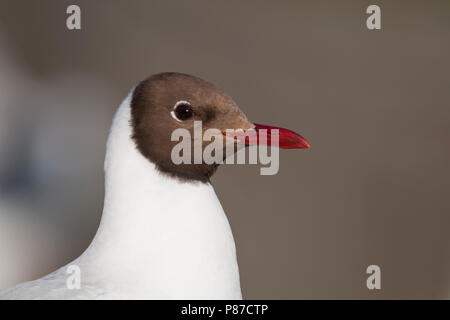 Lachmöwe Lachmöwe, Larus ridibundus-, Deutschland-, Erwachsenen-, Zucht Stockfoto