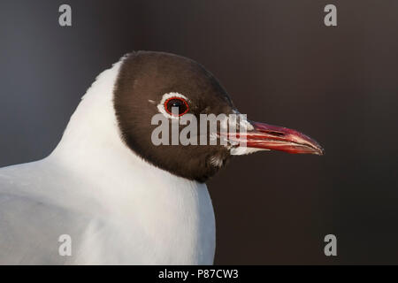 Lachmöwe Lachmöwe, Larus ridibundus-, Deutschland-, Erwachsenen-, Zucht Stockfoto