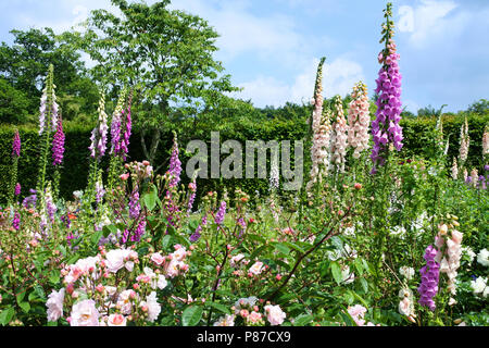 Eine Grenze von Bunt blühende fingerhut an der RHS Rosemoor Gärten, Devon, Großbritannien - Johannes Gollop Stockfoto