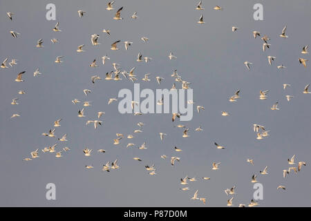 Lachmöwe Lachmöwe, Larus ridibundus-, Deutschland, nach, winter Gefieder Stockfoto