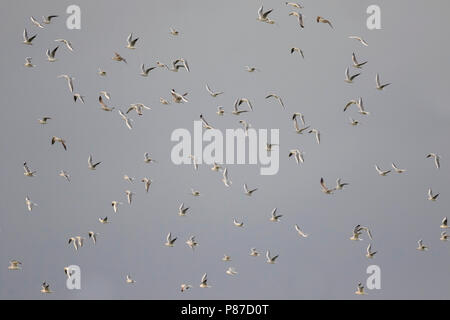 Lachmöwe Lachmöwe, Larus ridibundus-, Deutschland, nach, winter Gefieder Stockfoto