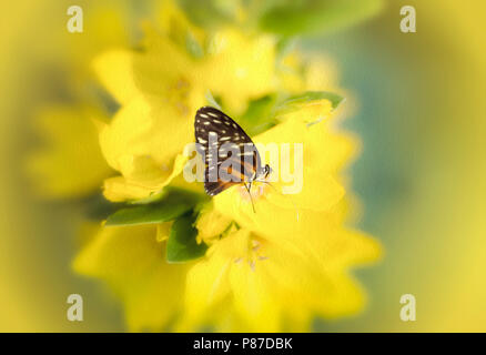 Butterfiles im Sommer Stockfoto