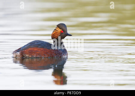 Schwarzhalstaucher - schwarzhalstaucher - Podiceps nigricollis nigricollis ssp., Deutschland, nach Zucht Stockfoto