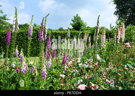 Eine Grenze von Bunt blühende fingerhut an der RHS Rosemoor Gärten, Devon, Großbritannien - Johannes Gollop Stockfoto