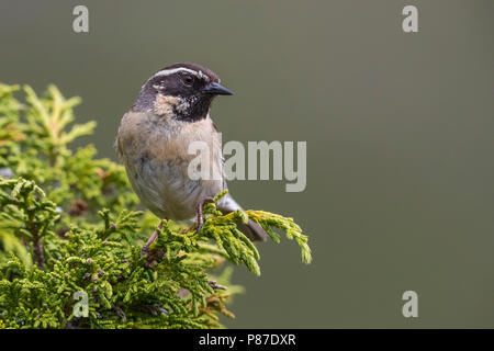 Black-throated Accentor; Prunella atrogularis huttoni Stockfoto