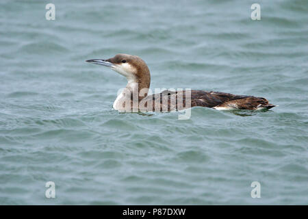 Überwinterung Black-throated Eistaucher (Gavia arctica) im Evros-delta, Griechenland überwintern. Stockfoto