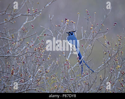 Black-throated Elster Eichelhäher (Calocitta colliei), eine auffallend lange-tailed magpie - Jay des nordwestlichen Mexiko. Stockfoto