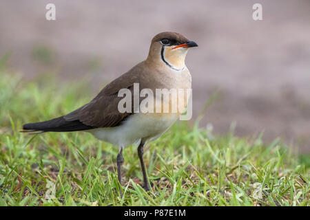 Vorkstaartplevier; Black-winged Pratincole; Glareola nordmanni Stockfoto