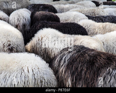 Französische Landes Schafe. Dieses Foto wurde in Frankreich (Landes) berücksichtigt. Die Schafe wurden Ausruhen im Schatten an einem heißen Sommertag. Stockfoto