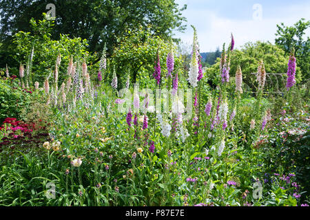 Eine Grenze von Bunt blühende fingerhut an der RHS Rosemoor Gärten, Devon, Großbritannien - Johannes Gollop Stockfoto