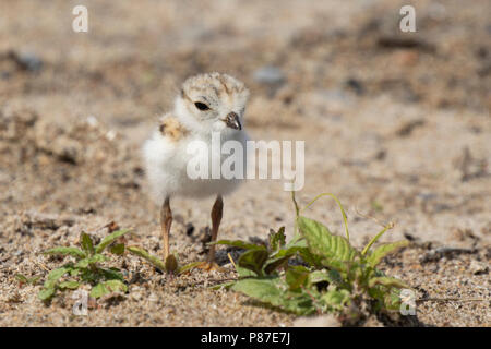 Eine gut getarnte gefährdete Rohrleitungen plover (Charadrius melodus) Küken Nahrungssuche an einem Strand in der Nähe der Innenstadt von Toronto, Ontario, Kanada. Stockfoto